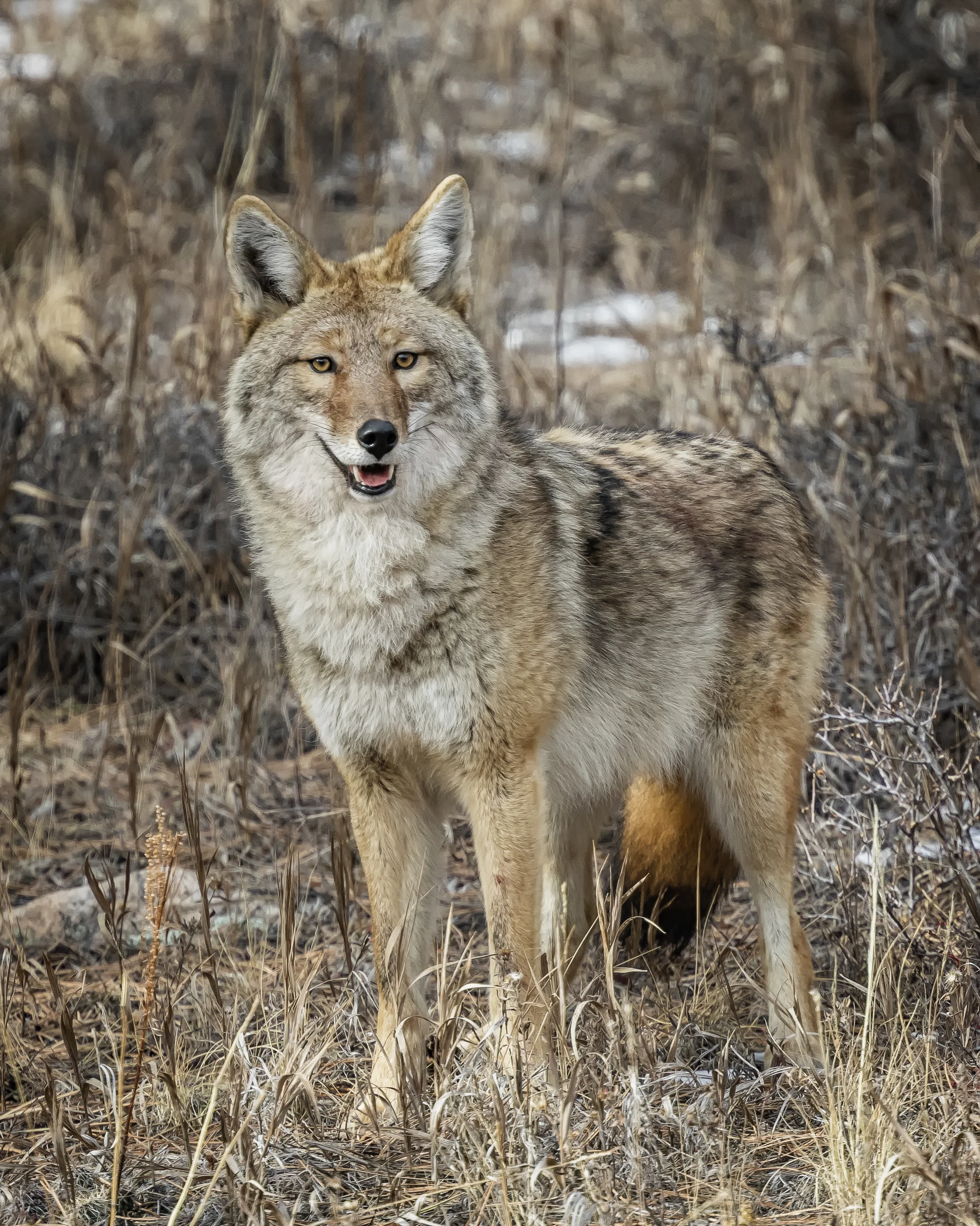Coyote_J3A1626.jpg