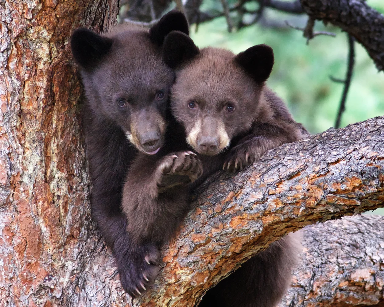 BearCubSiblings_8110FB.jpg