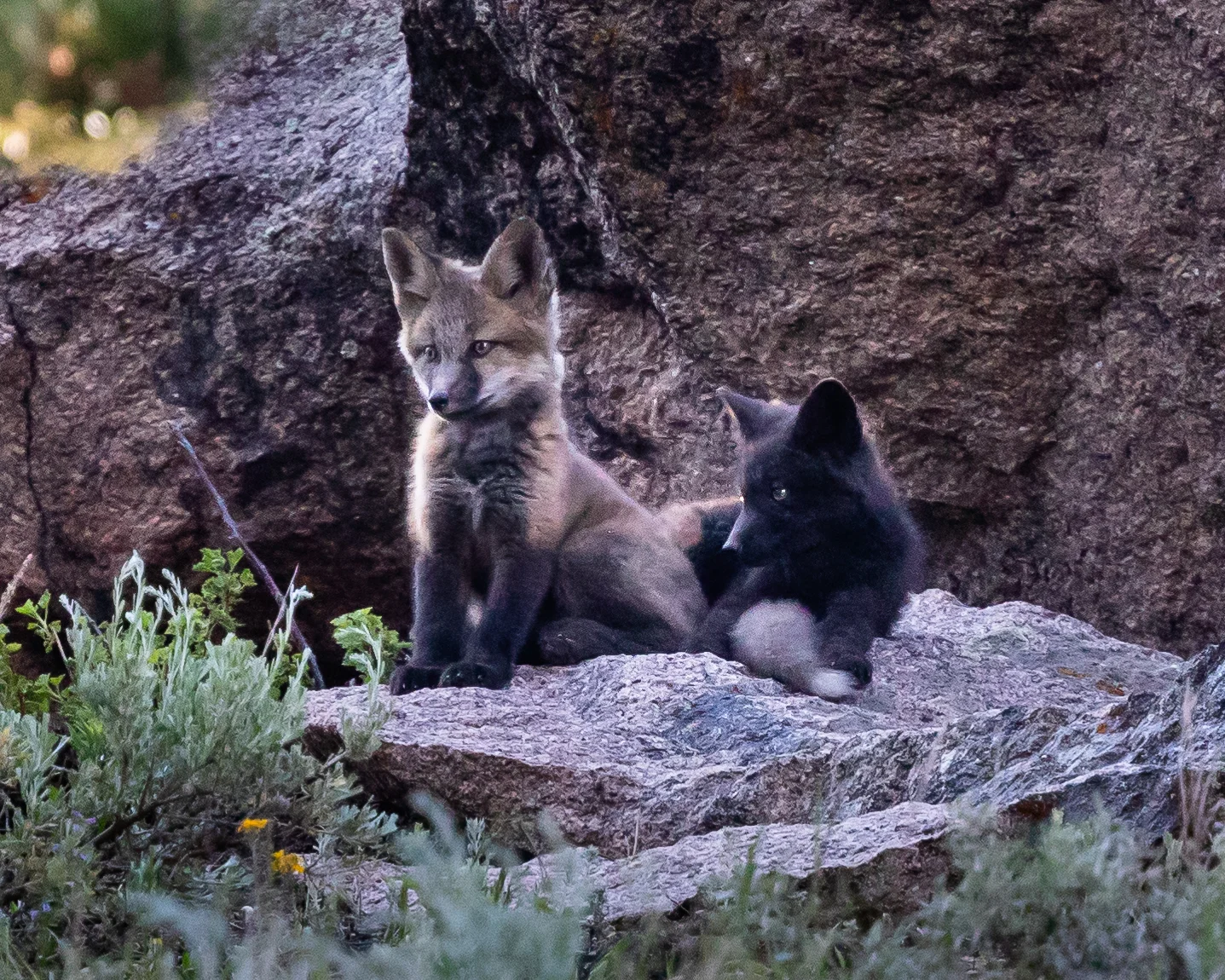SiblingKits2_J3A9578.jpg