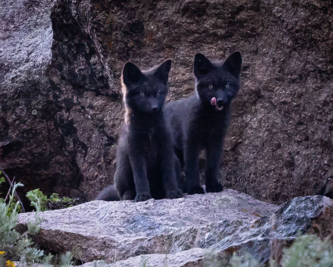 SiblingKits3_J3A9583.jpg