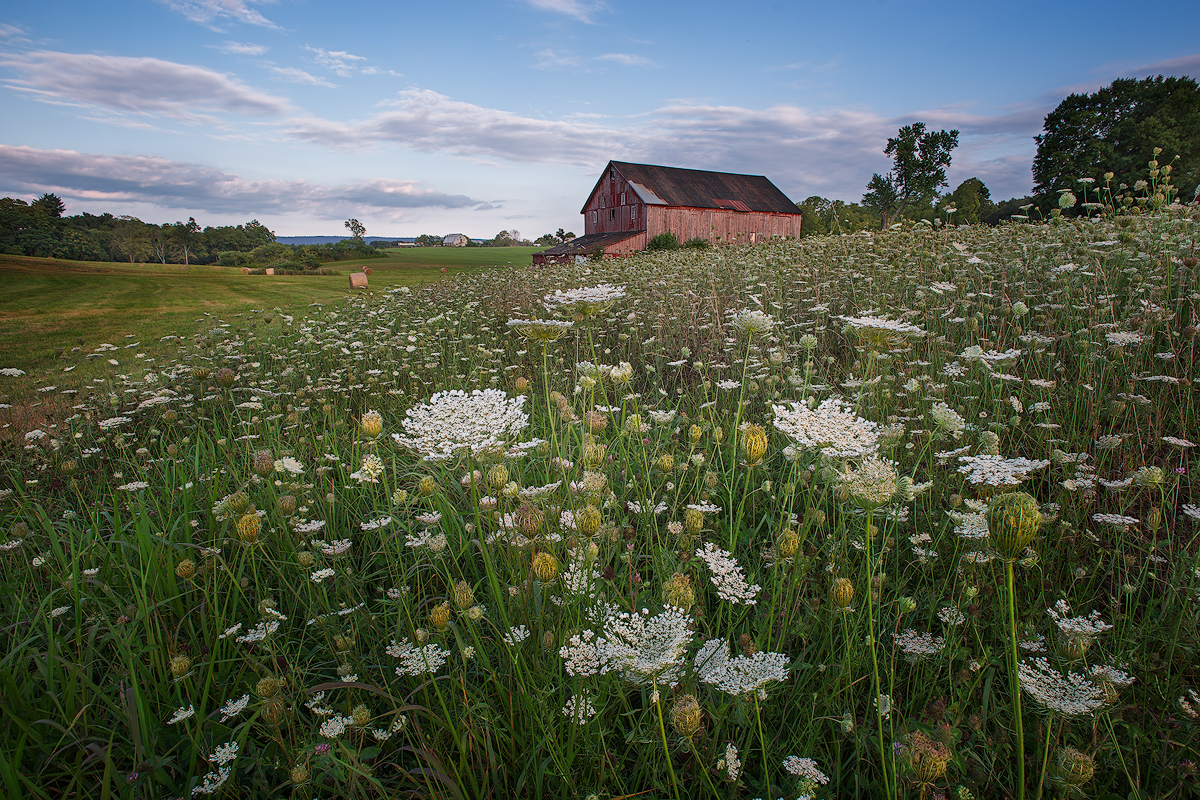 A field of Queen Anne's Lace provides a beautiful foreground to a pastoral landscape near Shepherdstown, West Virginia. (For the best viewing experience click on the image and view in Lightbox Mode)