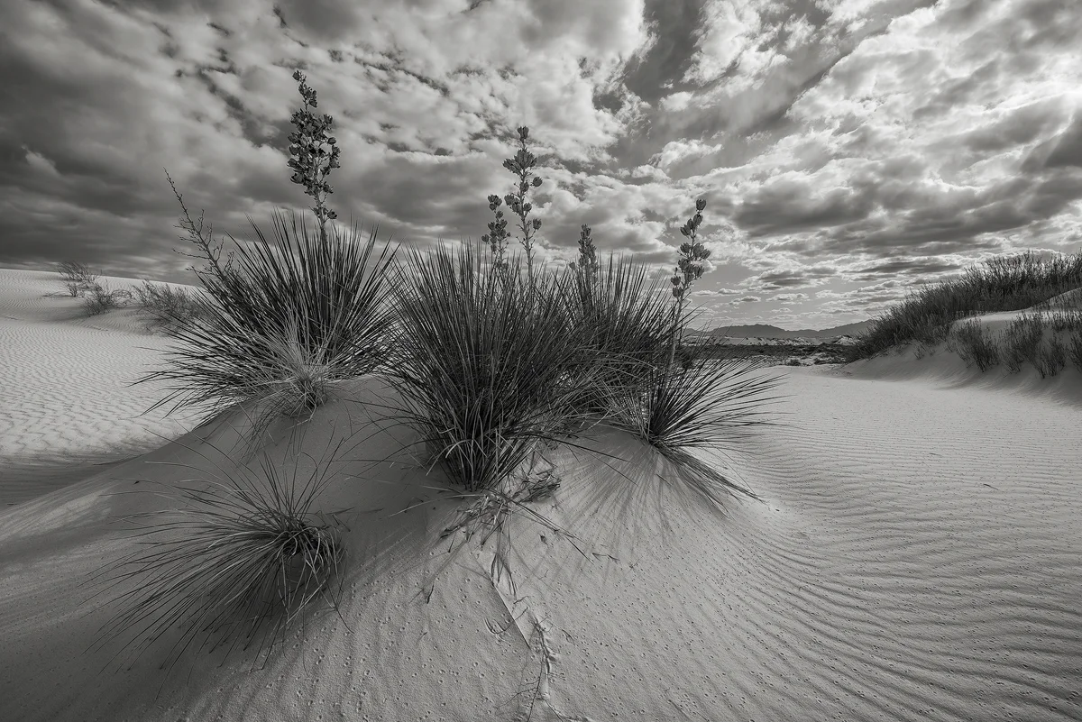 The characteristic yuccas, so prevalent in White Sands, help frame a landscape of sand and clouds.