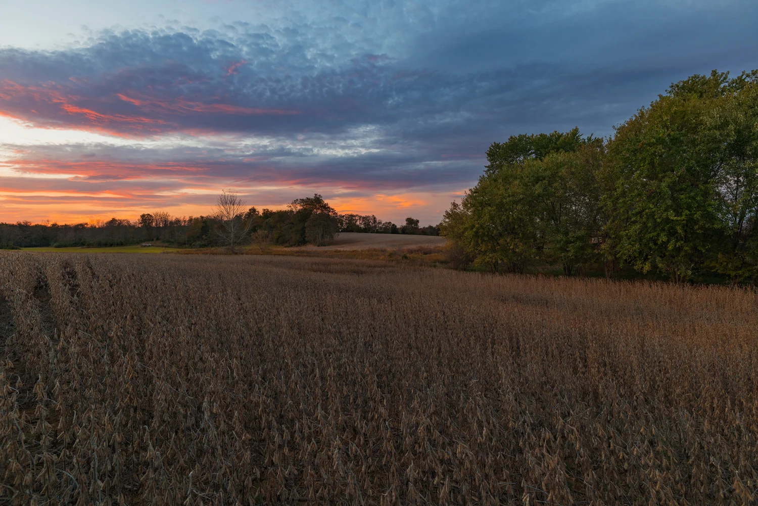 Careful processing of this image brought out the beautiful tones in the sky and the very subtle light reflected on the trees and crops. Shot with a Nikon D810 and a Zeiss Distagon T, 28mm, f2.8, zf.2. Image exposed at ISO 64 at f11 for 8 seconds.
