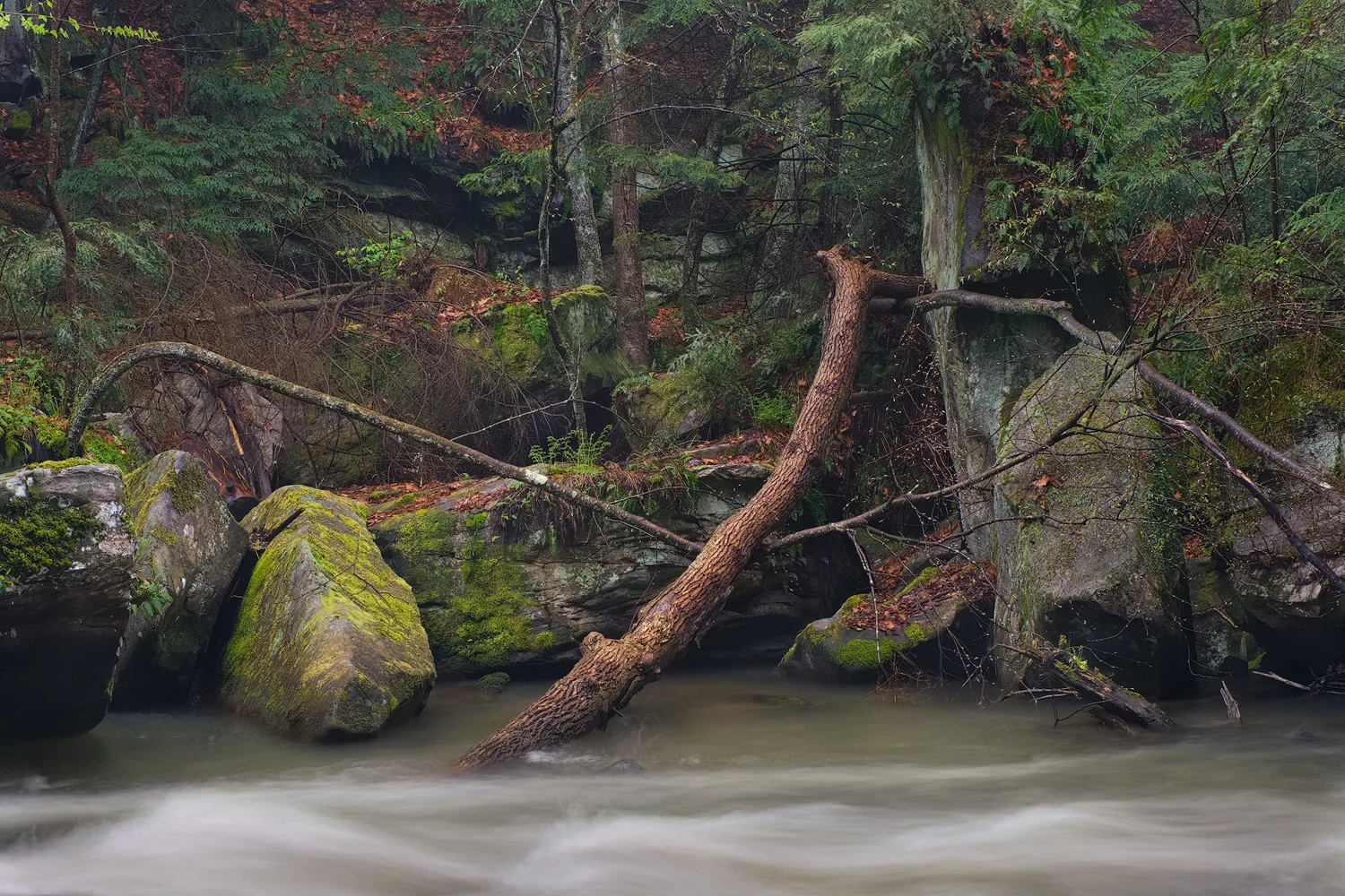 An intimate forest scene is seemingly connected by lines formed by the geometry of downed trees and logs.