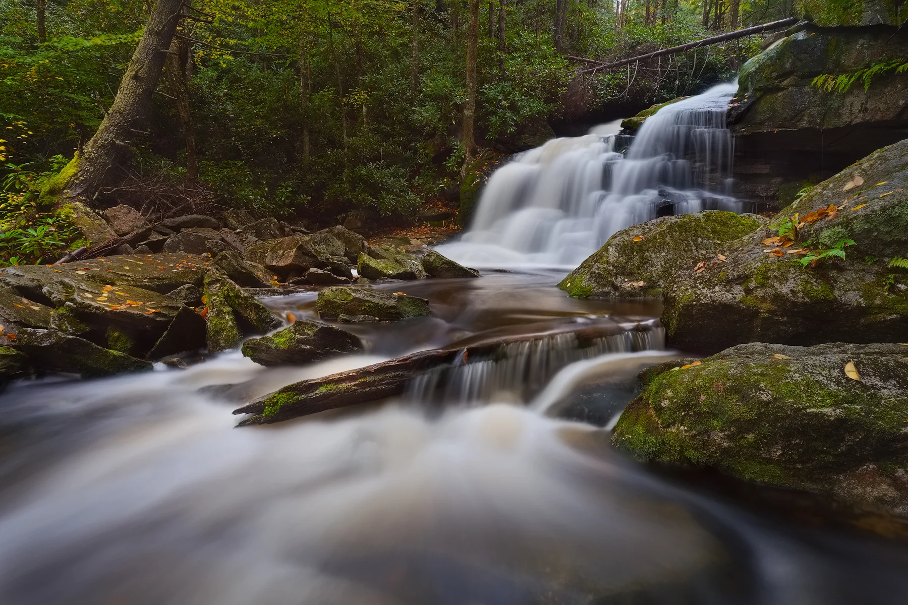 Elakala No. 2, Shays Run • Black Water Falls State Park, WV