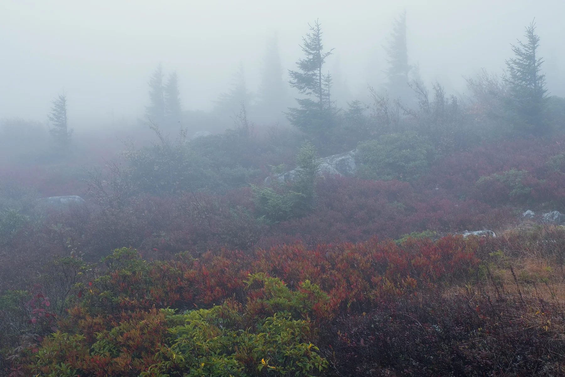Foggy morning at Dolly Sods • Dolly Sods Wilderness, WV