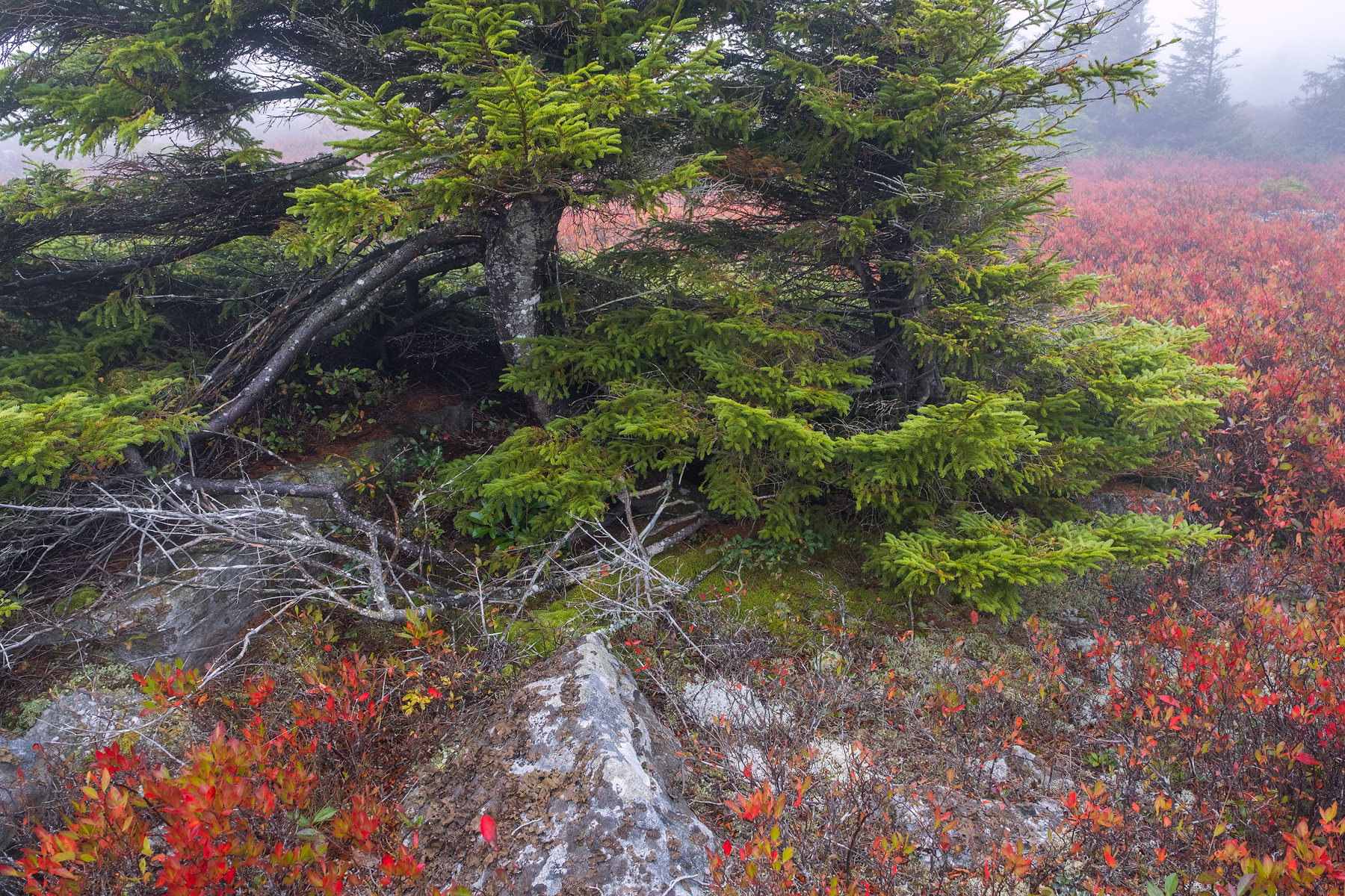 Pine and Huckleberry • Dolly Sods Wilderness, WV