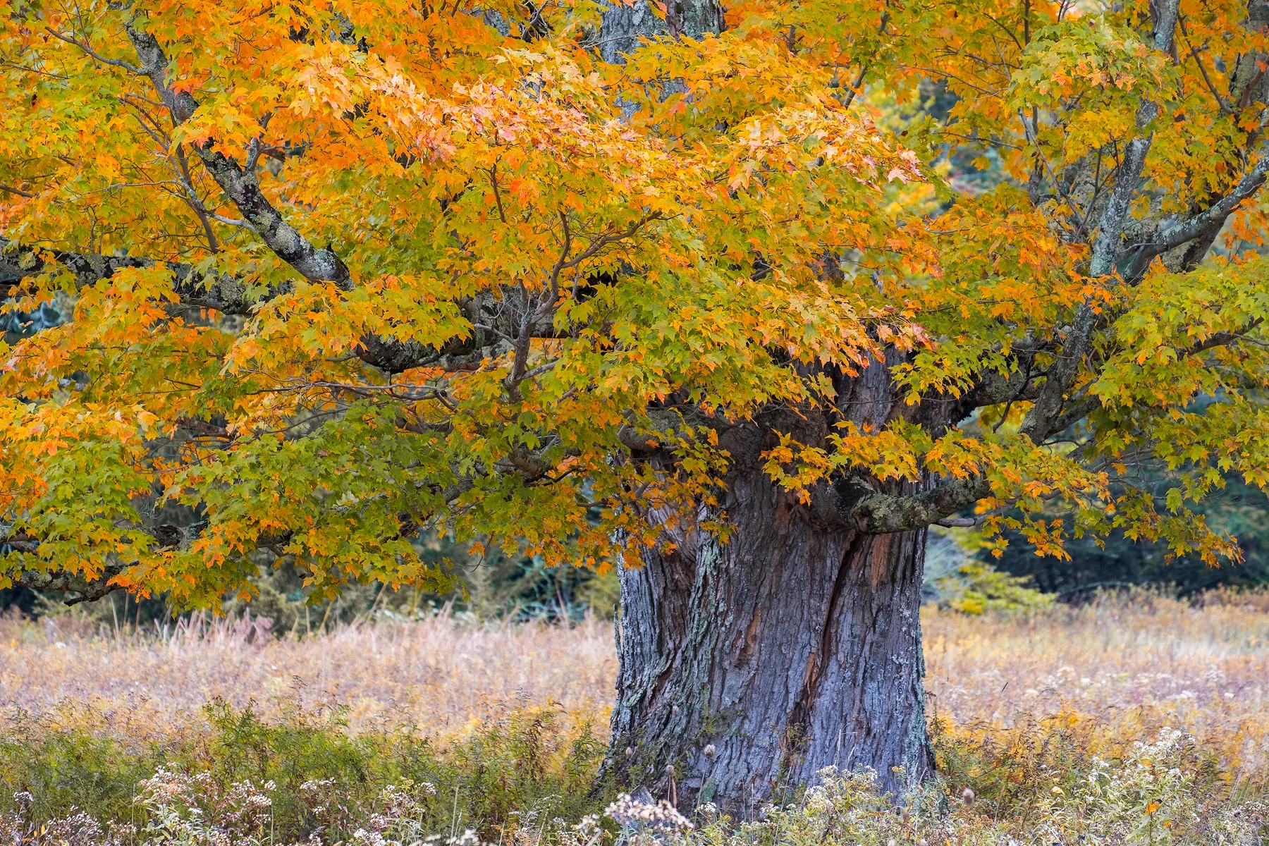 Maple in Fall Colors • Canaan Valley, WV
