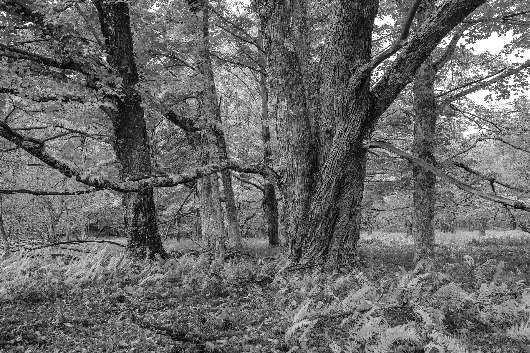 Forest and Ferns • Canaan Valley, WV
