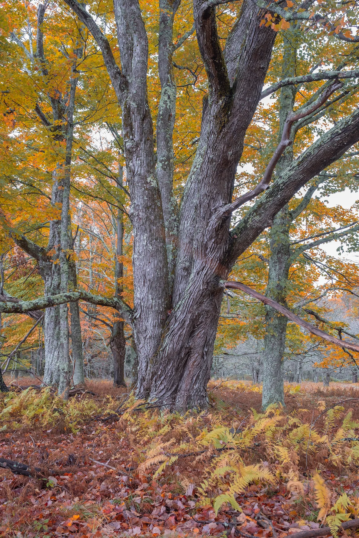 Woodland Golds • Canaan Valley Wildlife Refuge, WV