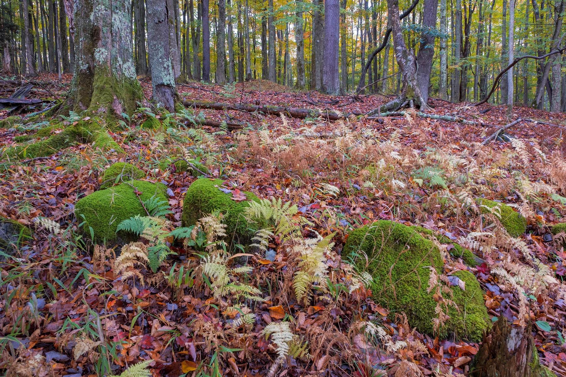 An Intimate Forest Landscape • Canaan Valley Wildlife Refuge, WV