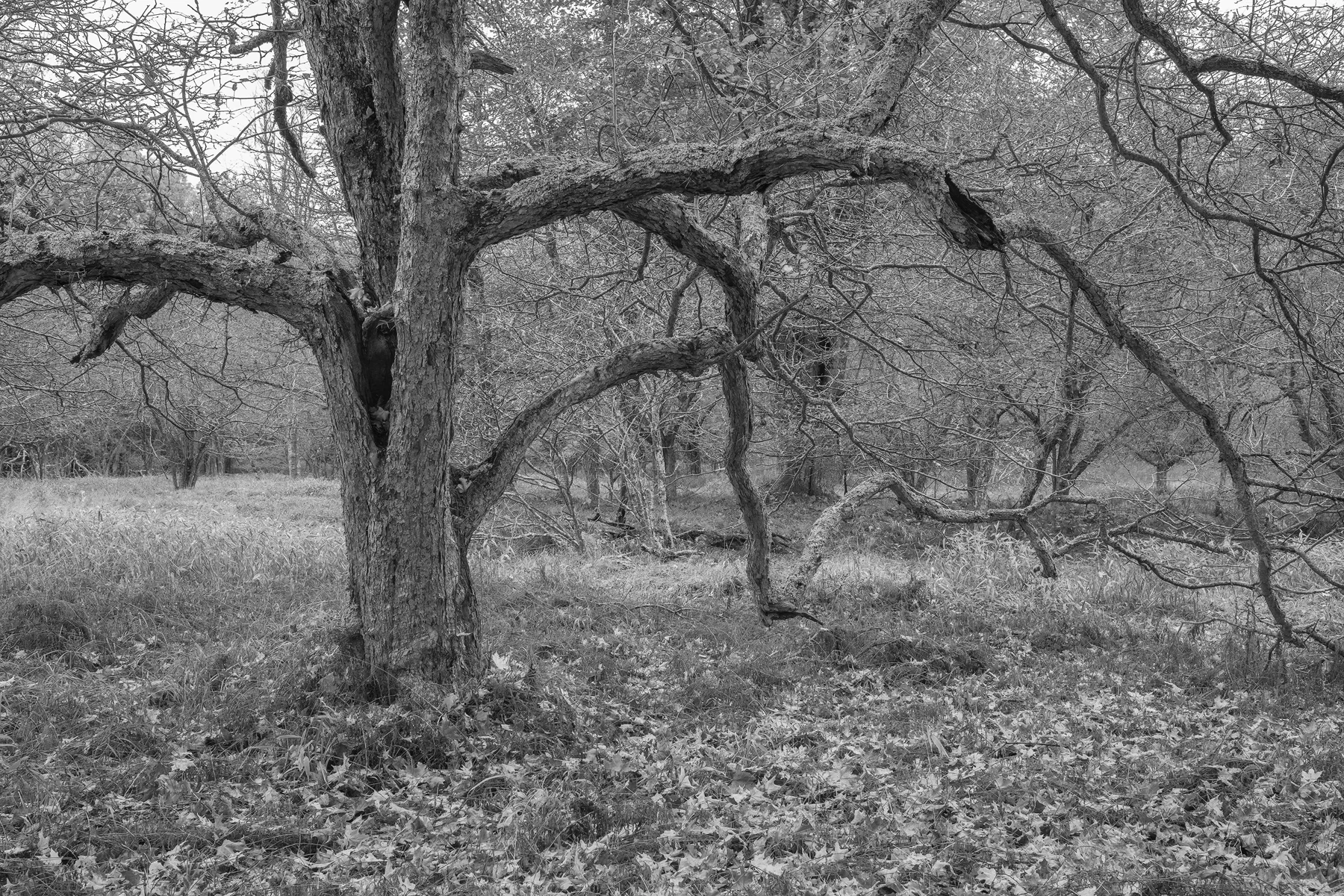 Gnarled and Ancient • Canaan Valley Wildlife Refuge, WV