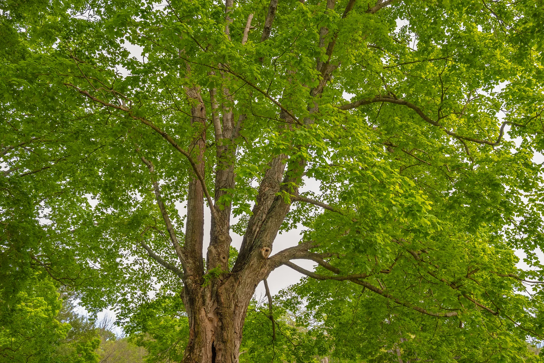 Under the Shade of a Maple - Final Master