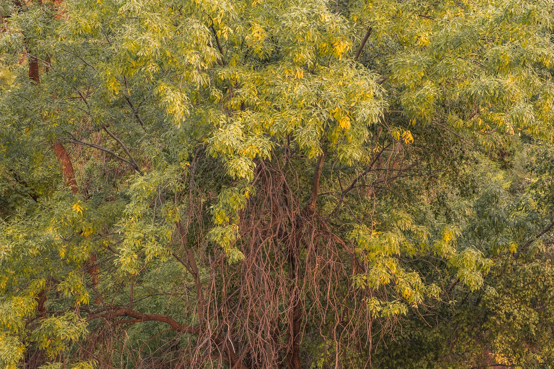 Golden Cottonwood, Zion National Park, UT.