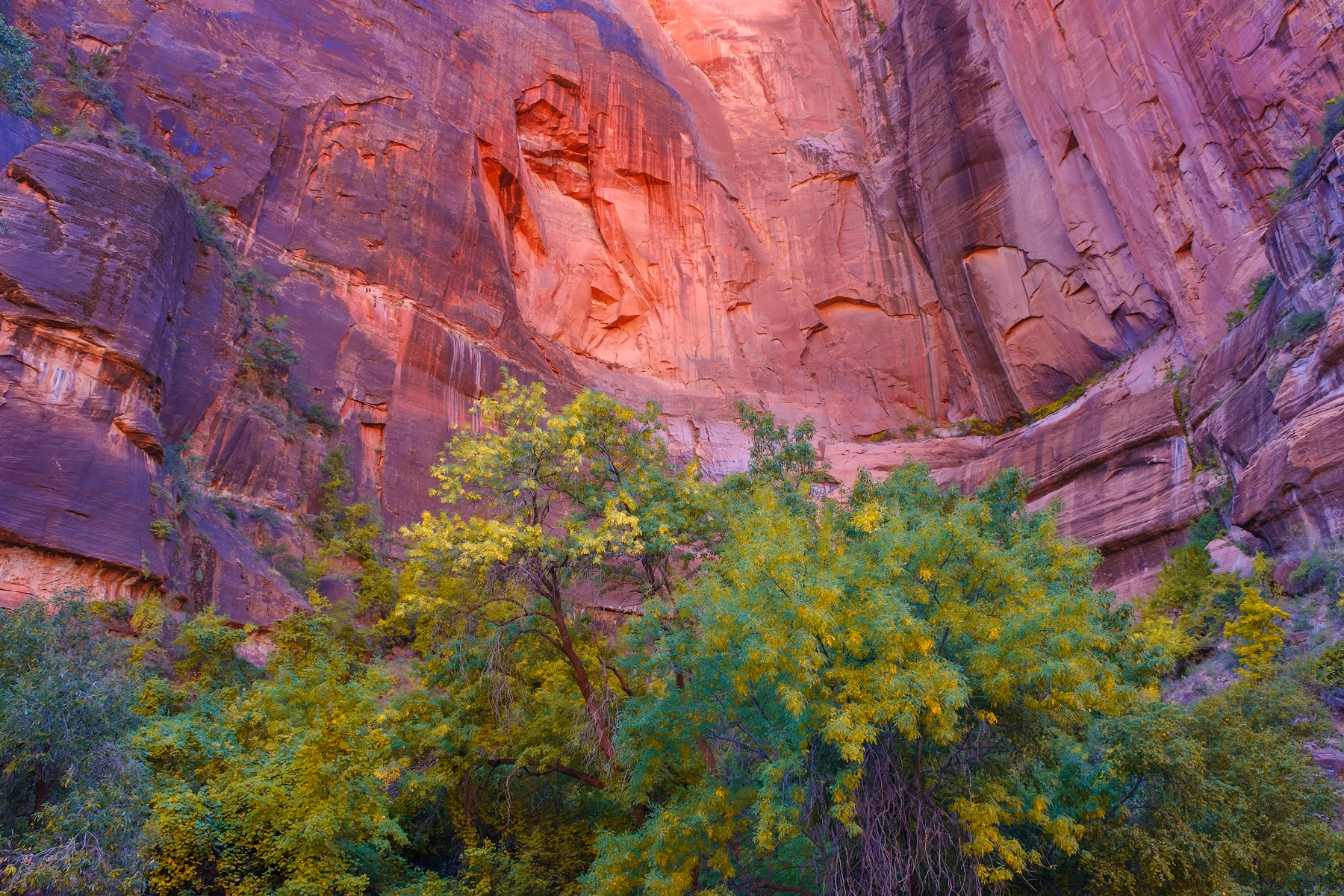 Canyon Glow, Zion National Park, UT.