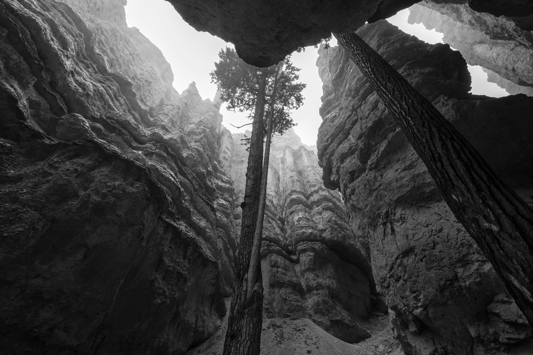 Pines deep in Wall Street reach towards a foggy sky, Bryce Canyon National Park, UT.