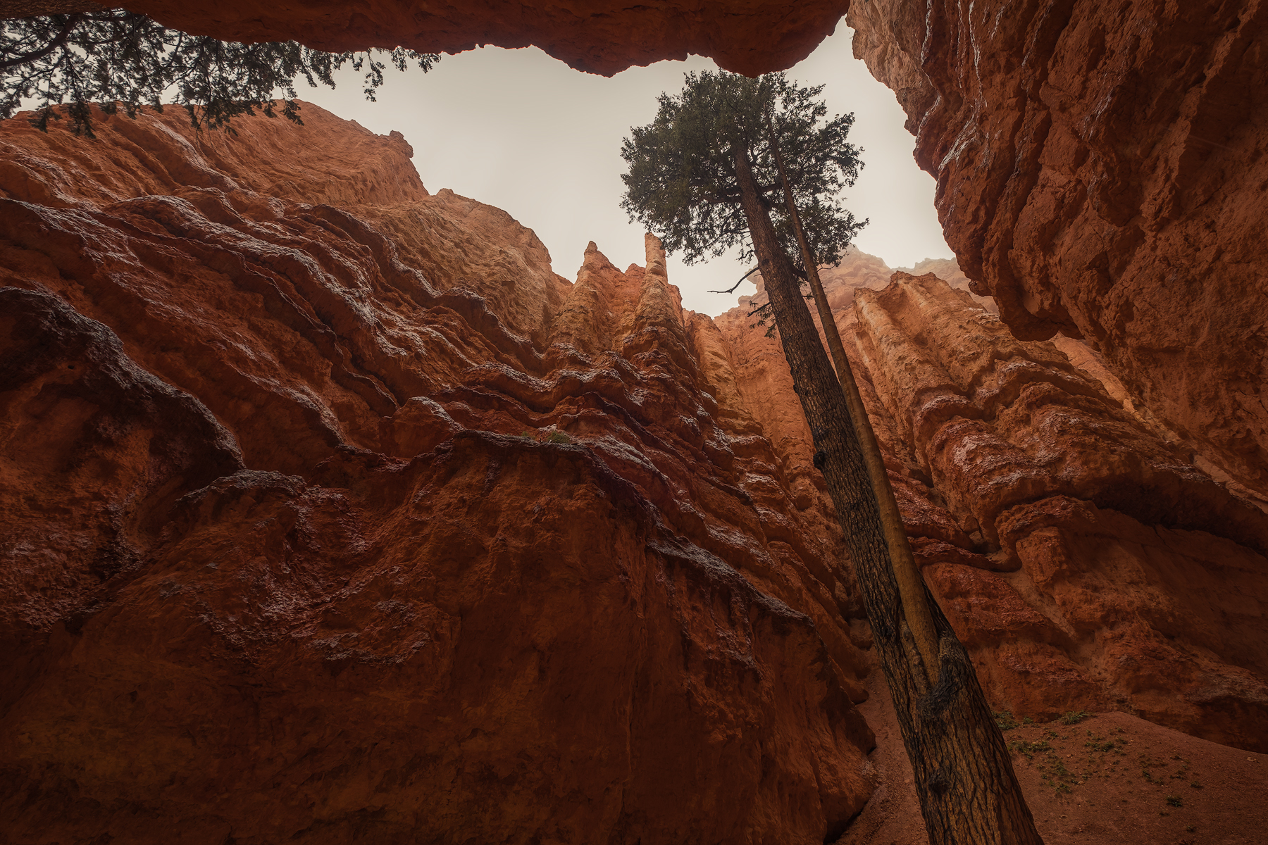 Looking up from the Navajo Trail in Wall Street, Bryce Canyon National Park, UT.