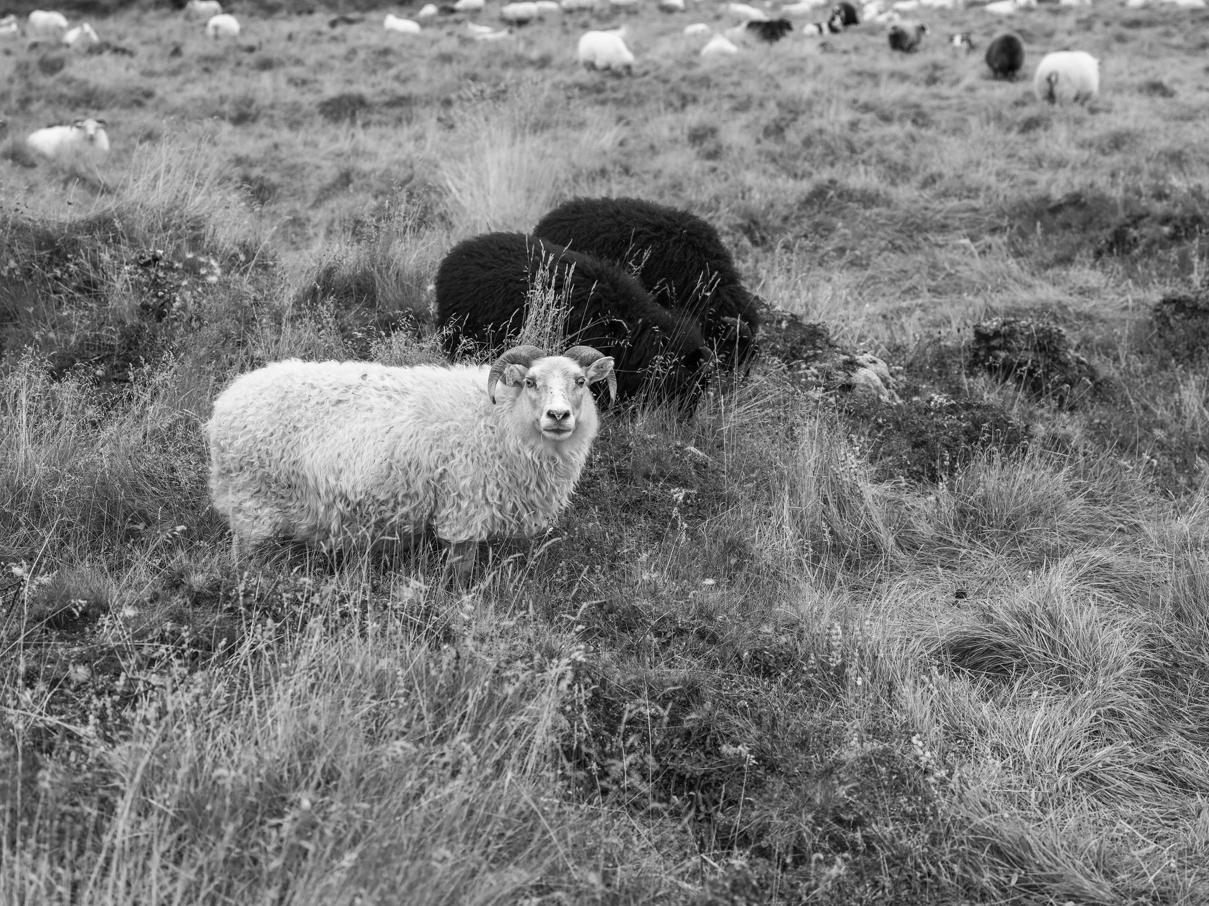 A highland fed sheep displaying the characteristic long wool coat called a tog.
