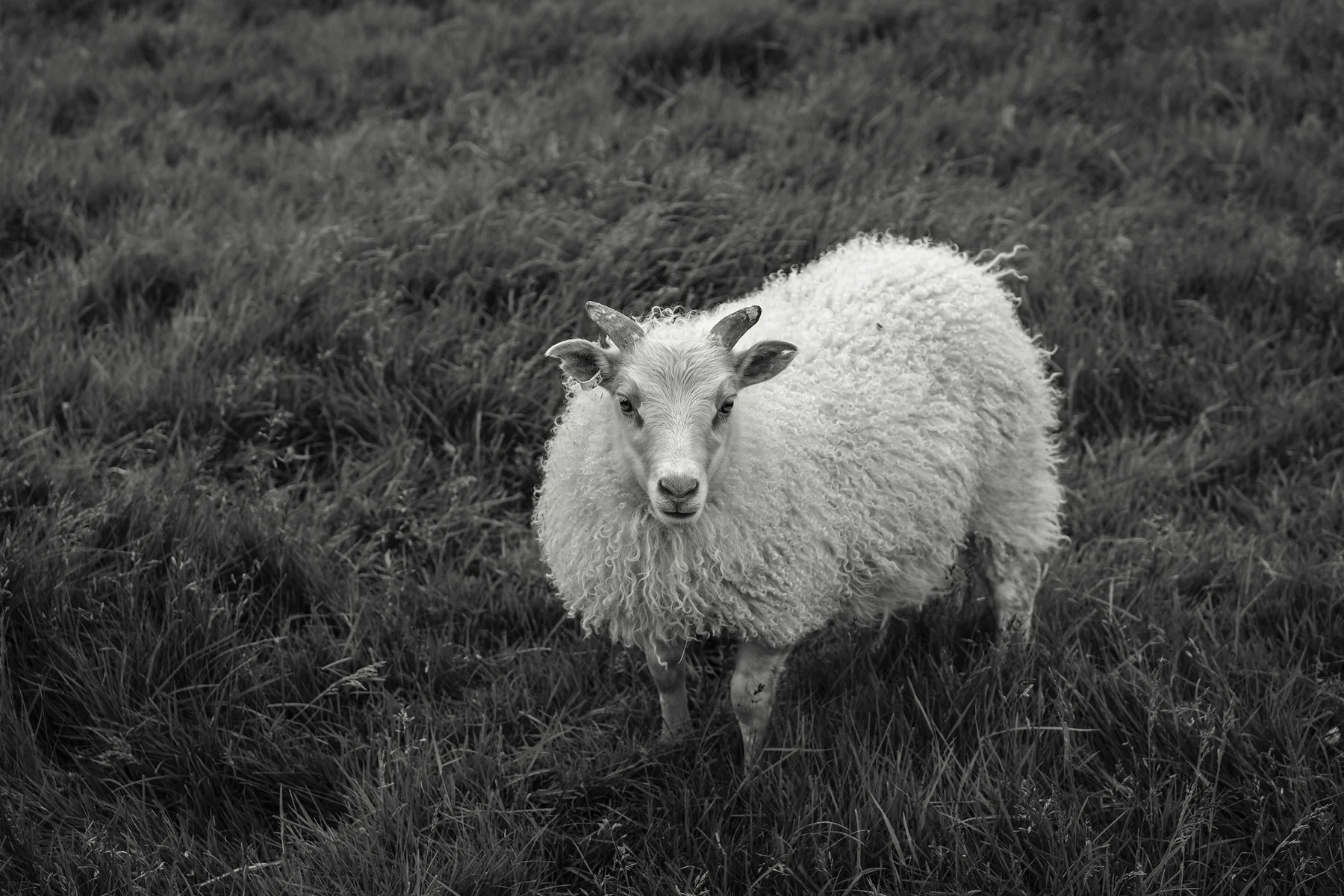 A young lamb, about 4 months old, with a very furry top coat.