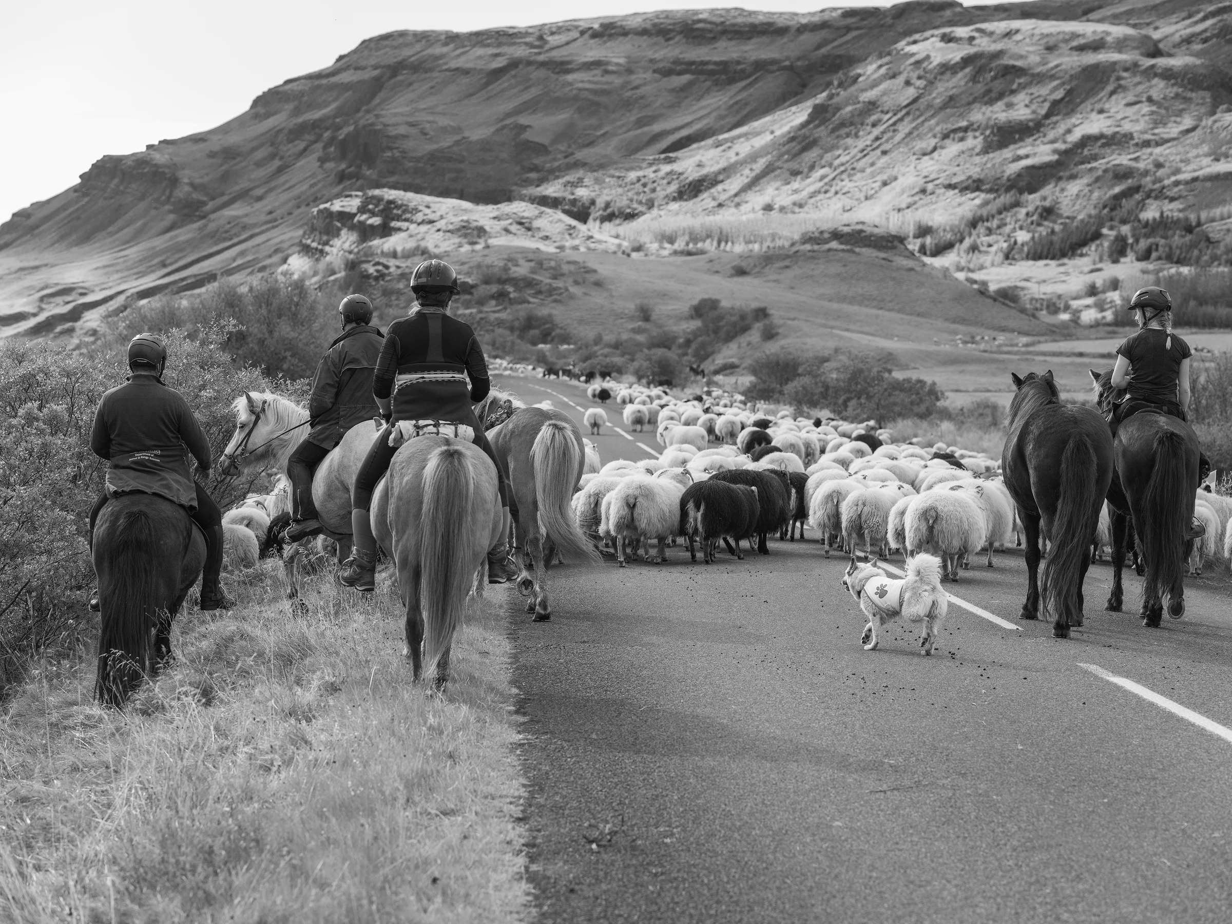 The tail end of the herd moving down Road 32. The rear vanguard includes mounted riders and an Icelandic Sheep Dog.