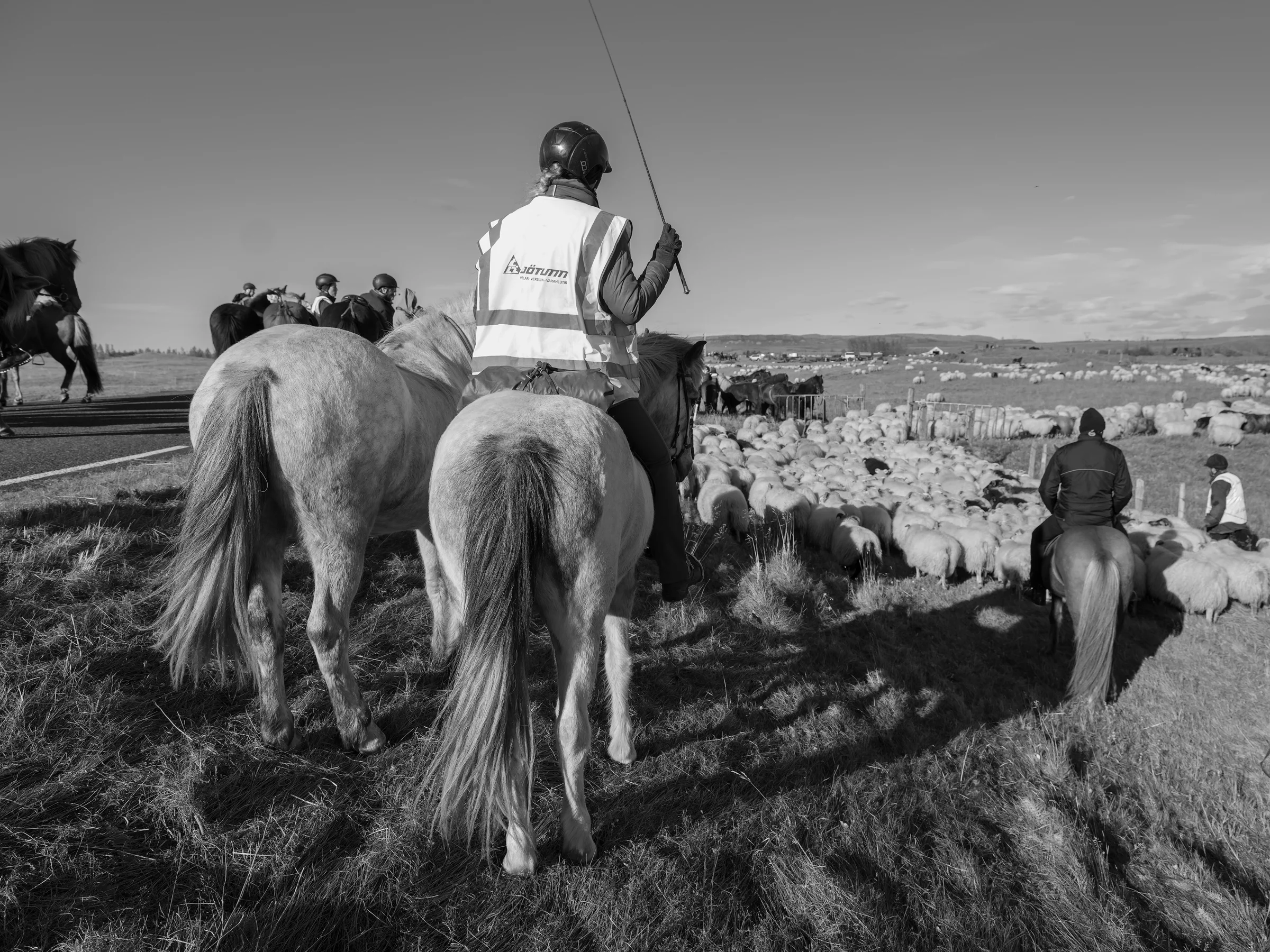 Almost to the end as the last group of sheep are herded into the holding pasture adjacent to the réttir site.