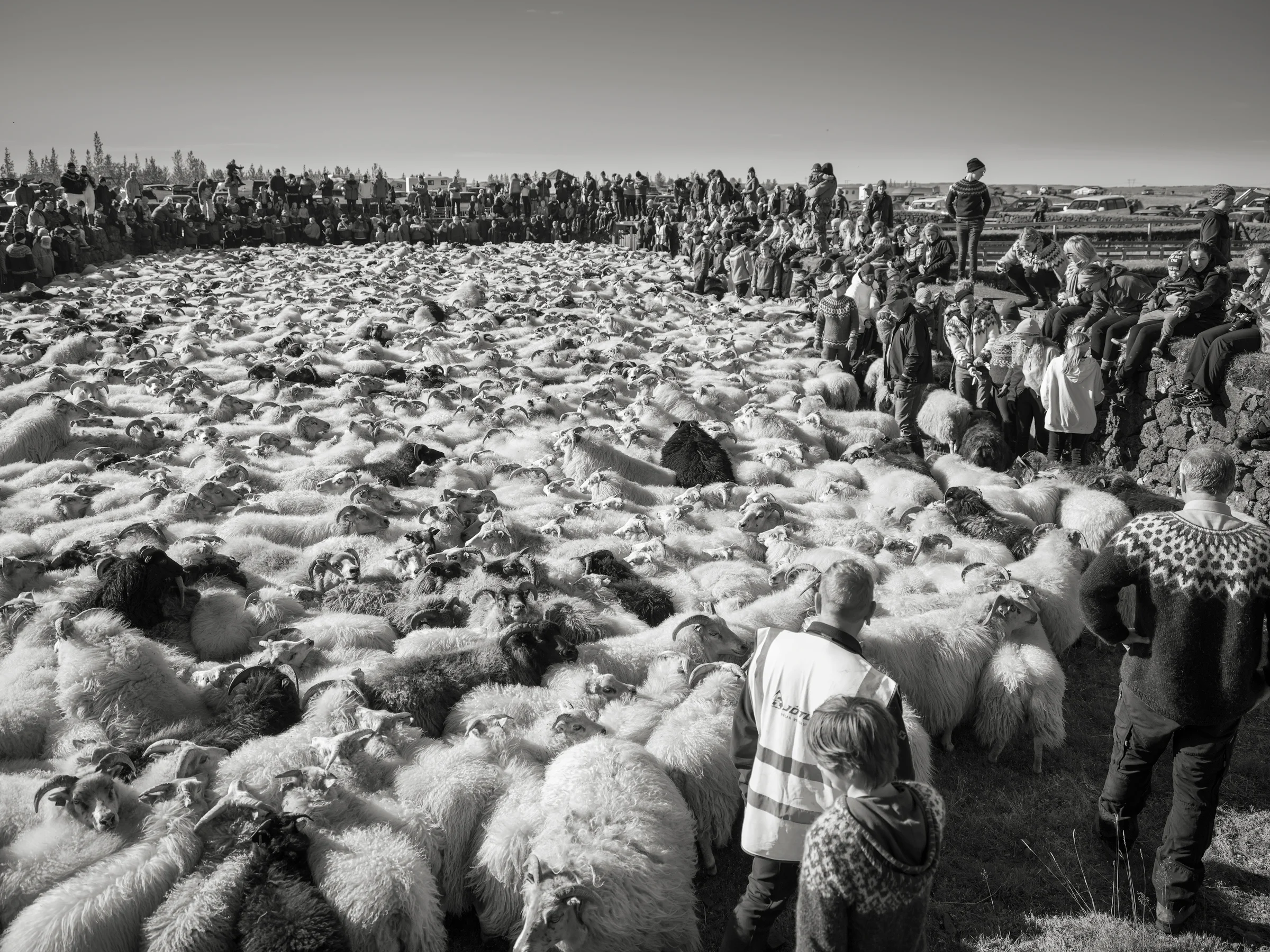 Inside the inner ring, a pulsing, baying, bah-ing, and wailing river of sheep await the sorting process.
