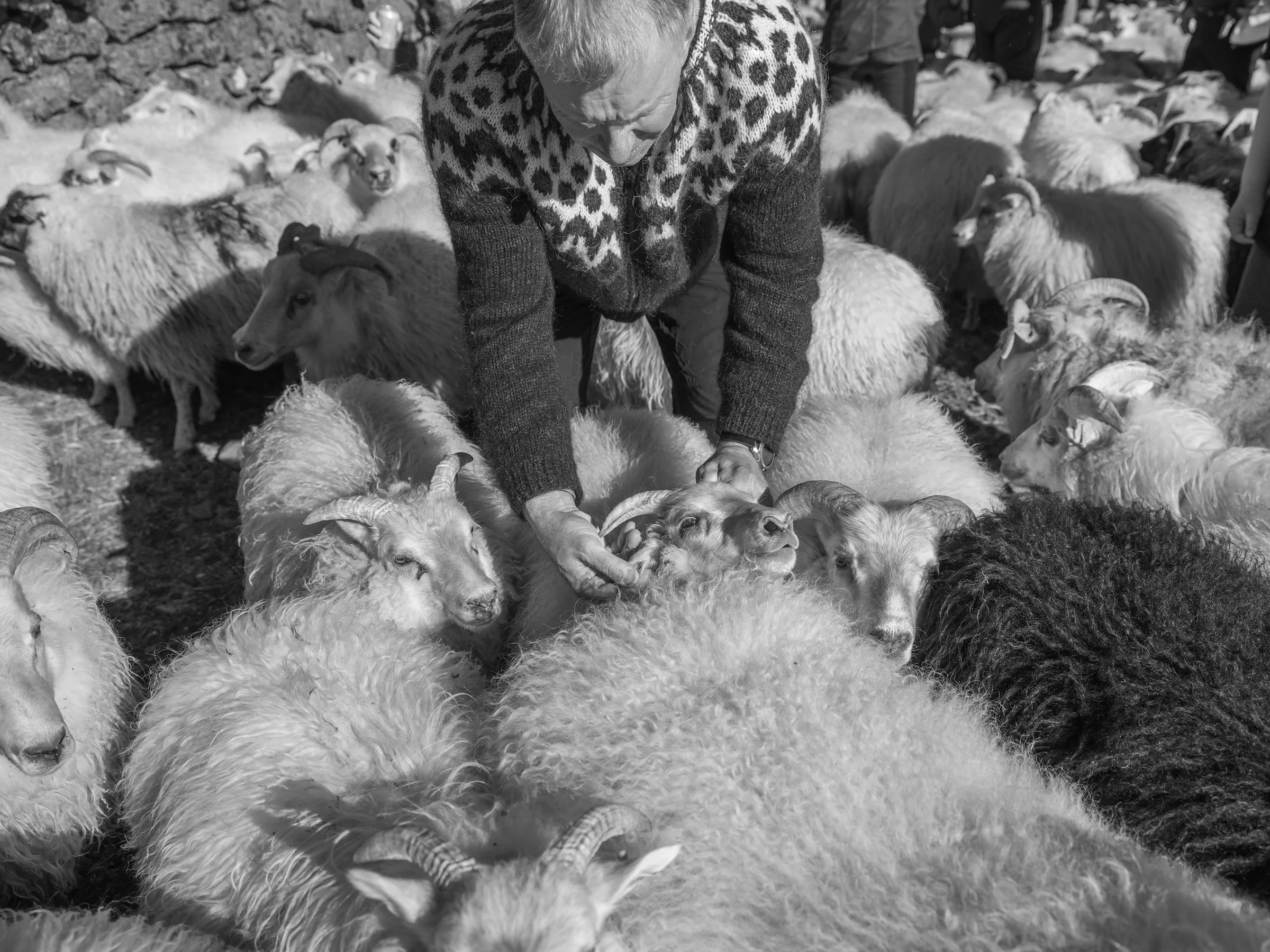 One of the farmers checks an ear tag, and ear marks during the sort.