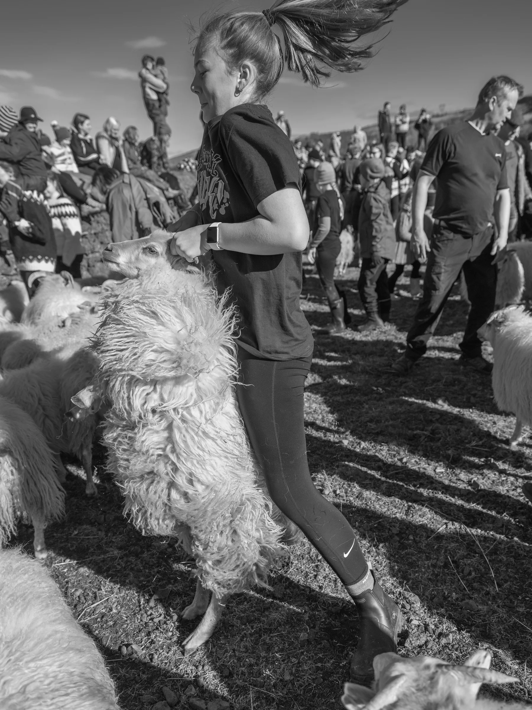 This sheep is not too happy with the sorting.