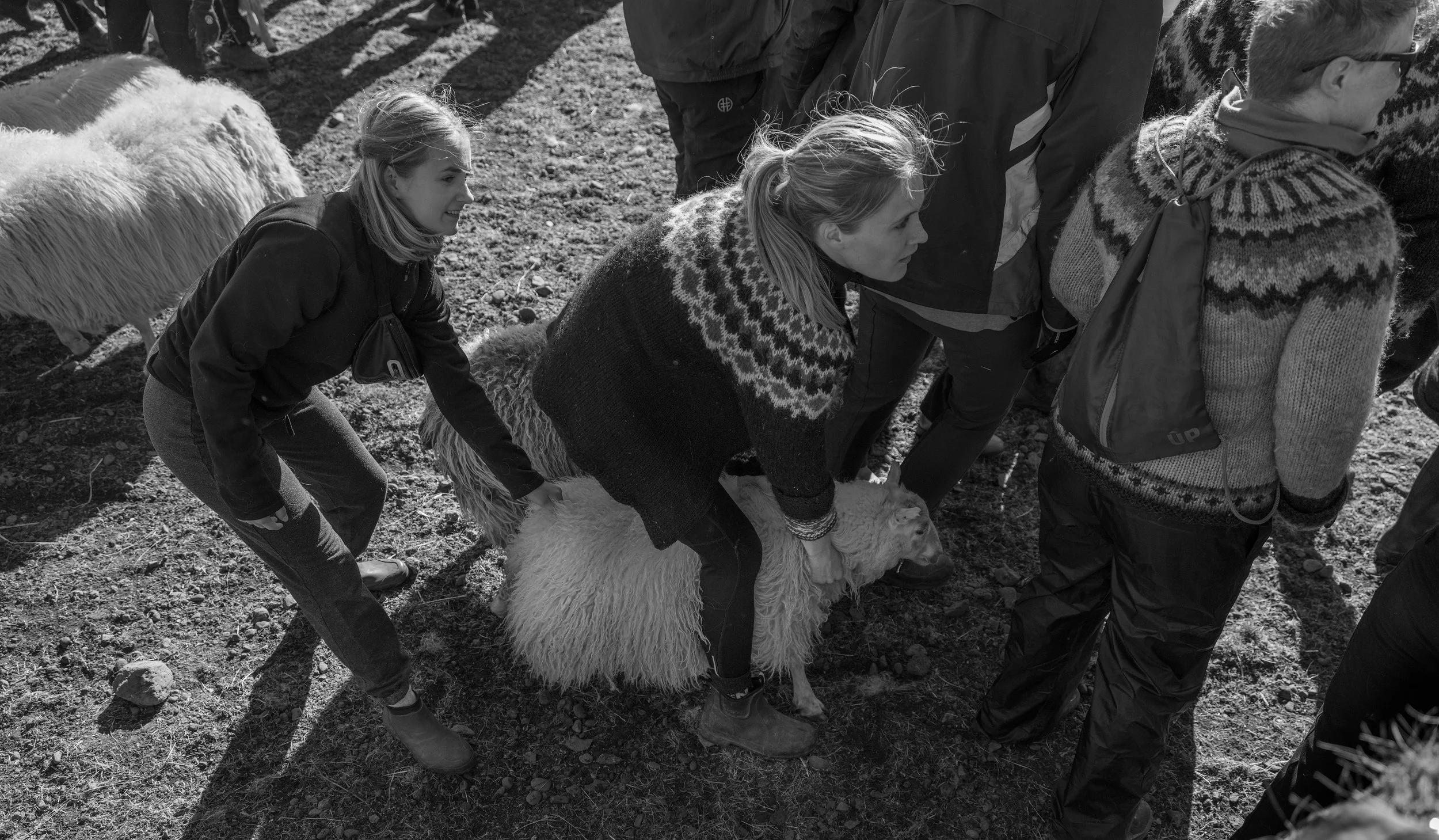 Pálína moving one of her sheep to the gate.