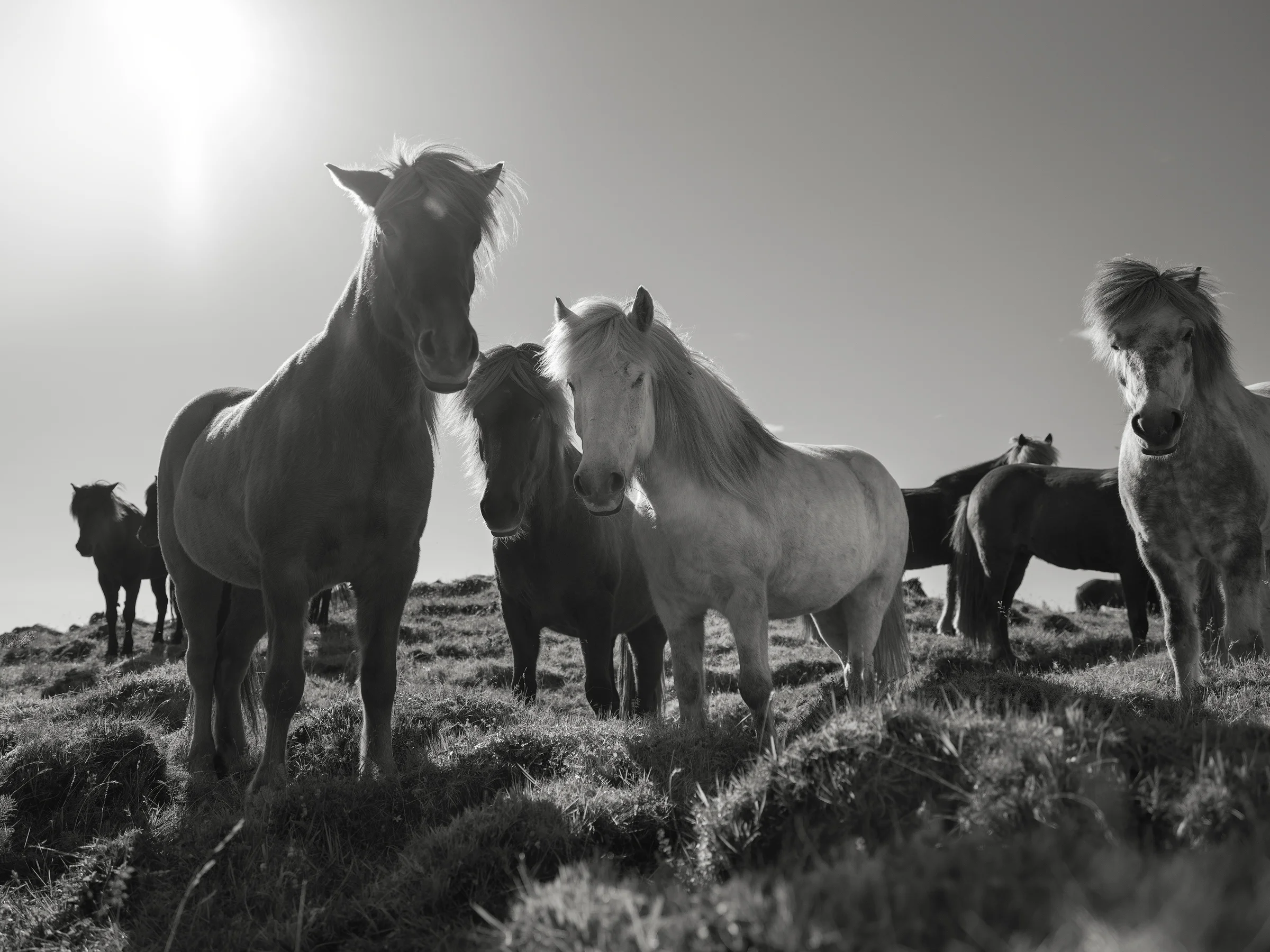 Icelandic horses take a much deserved break after all of their work over the last 9 days.