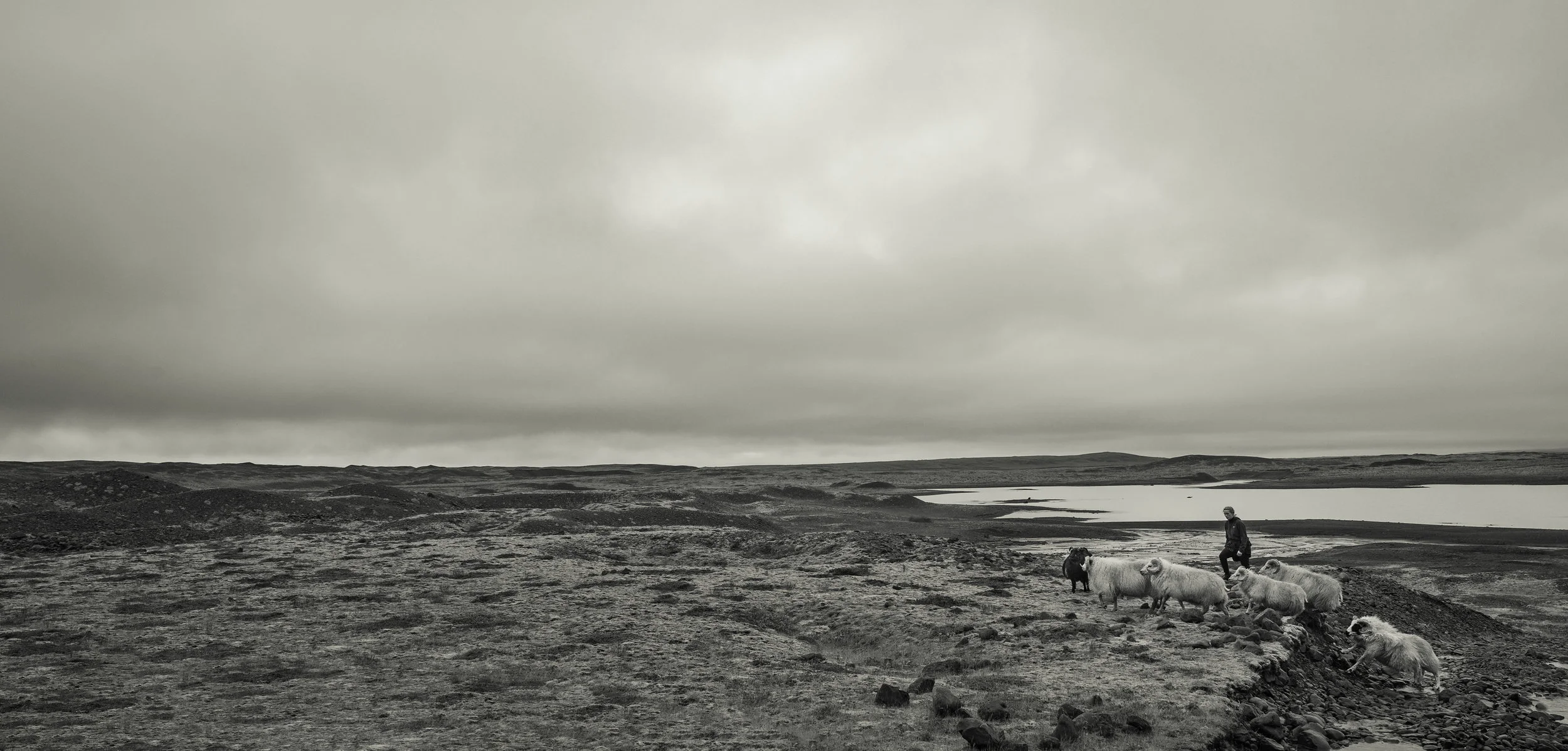 Above, and Below: Gathering sheep in the shadow of Breiðamerkurjökull.
