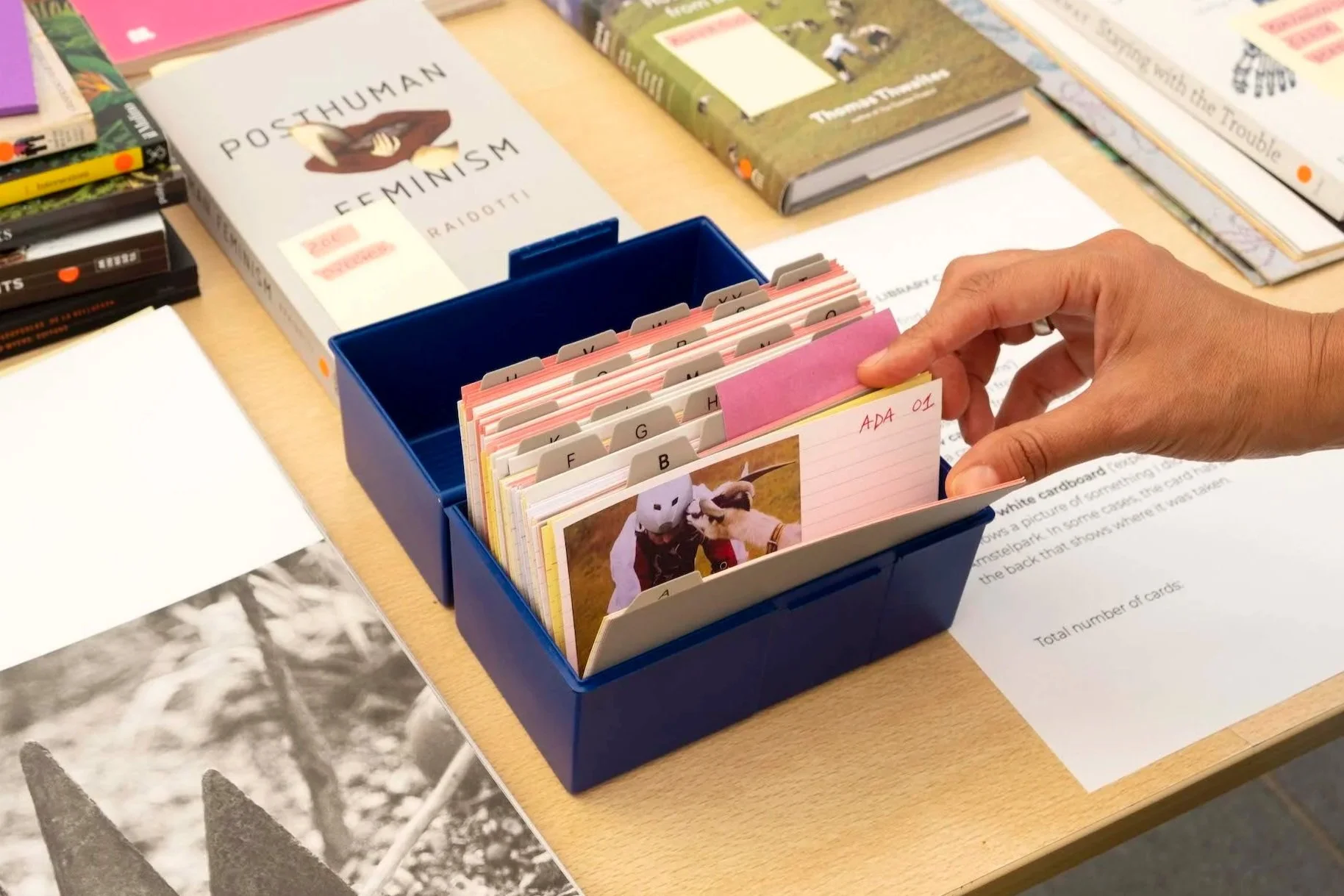 Mescolanza (mixture), a card collection to connect words, places and species