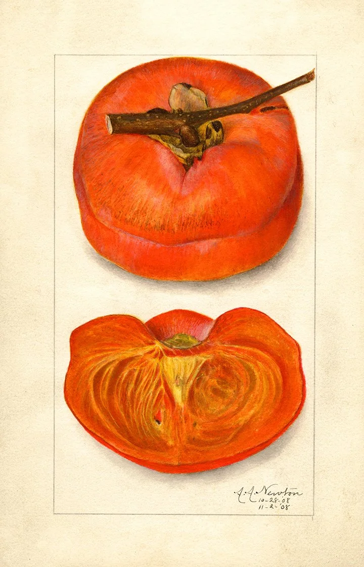persimmon-vintage-fruit-print-museum-outlets.jpg