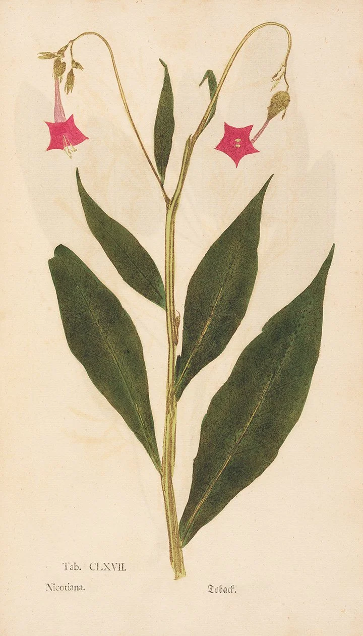 nicotiana-early-botanical-print-museum-outlets.jpg