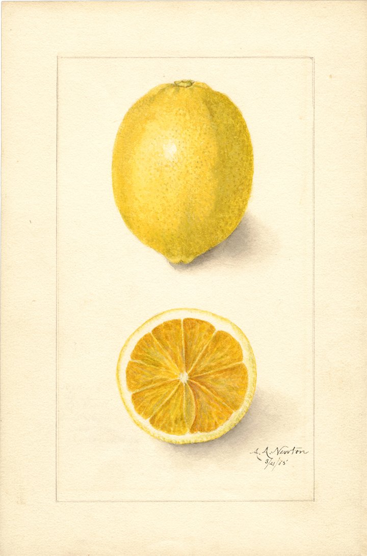 lemon-antique-fruit-print-museum-outlets.jpg