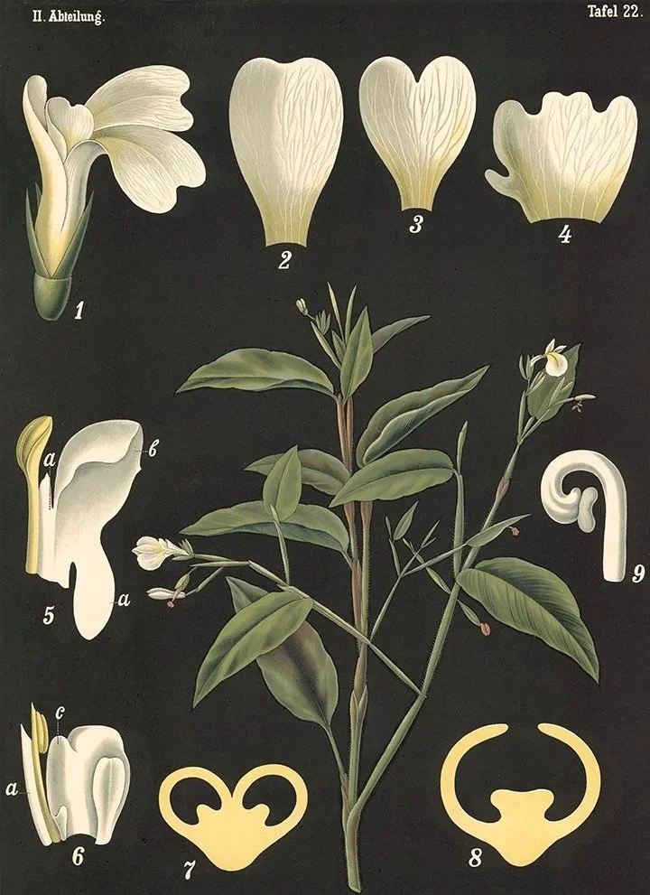 arrowroot-vintage-botanical-print-museum-outlets.jpg