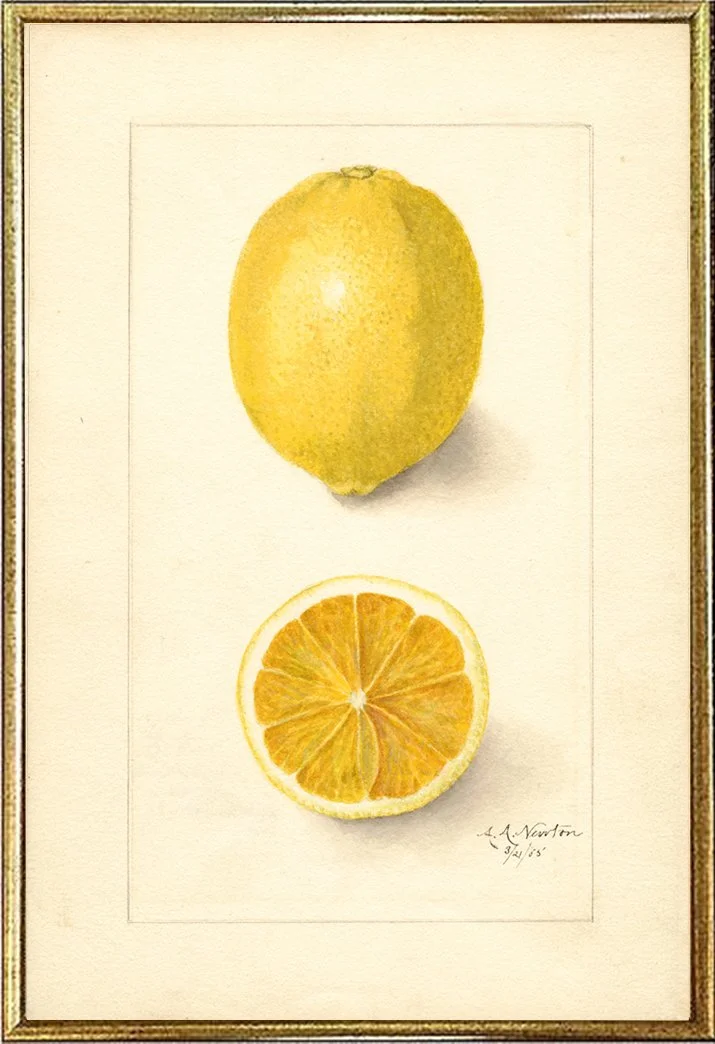lemon-antique-fruit-print--museum-outlets.jpg