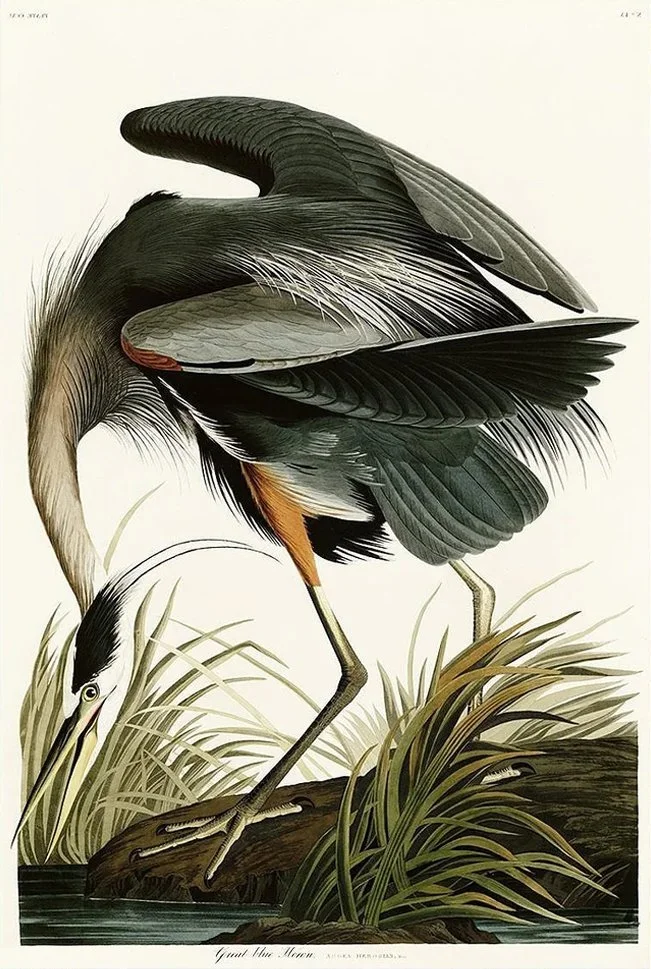 blue-heron-audubon-print--museum-outlets.jpg