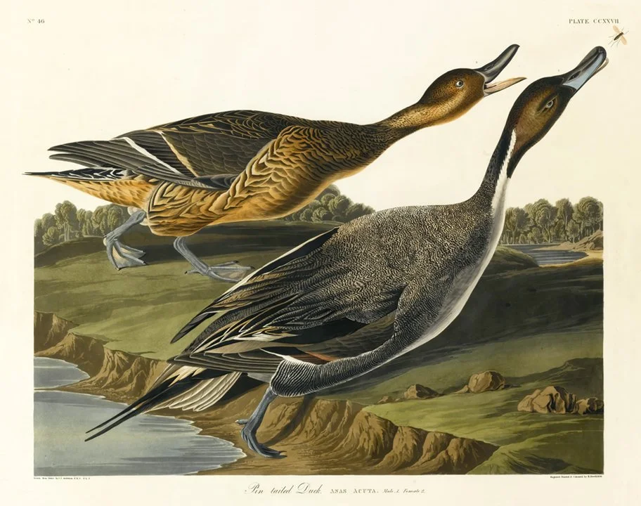pin tailed duck audubon print