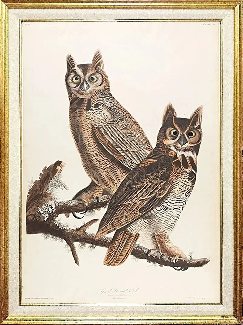 audubon-print-horned-owls-museum-outlets.jpg