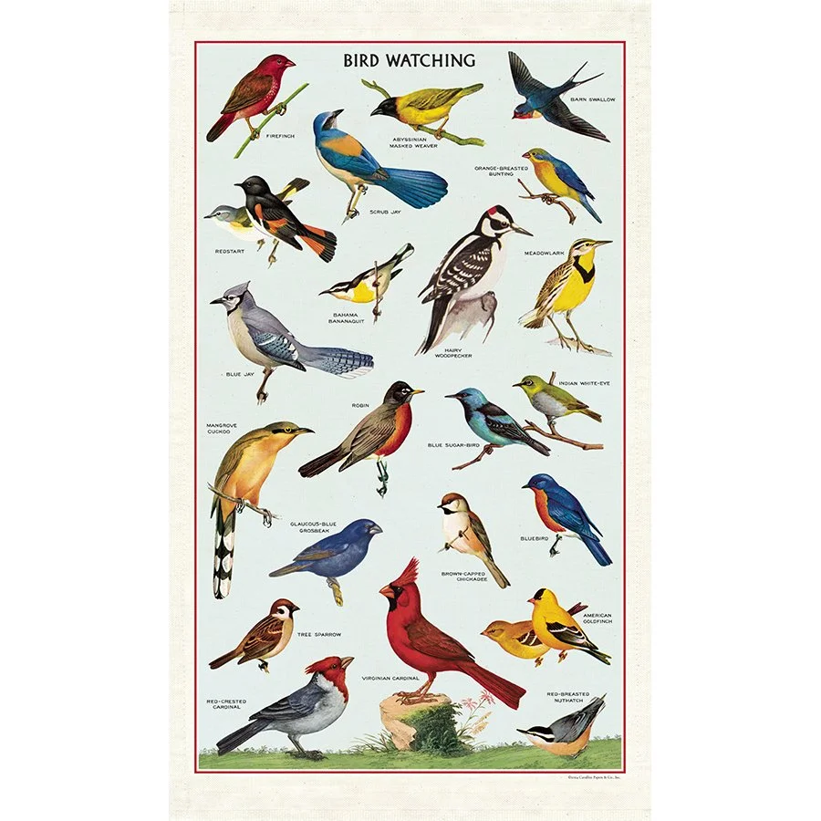 vintage-bird-watching-decorative-tea-kitchen-towel-cavallini-museum-outlets.jpeg