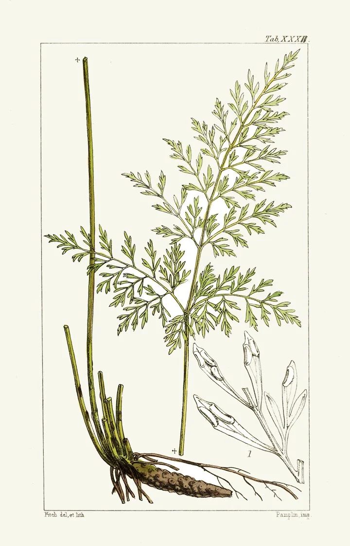 antique-fern-prints-museum-outlets.jpg
