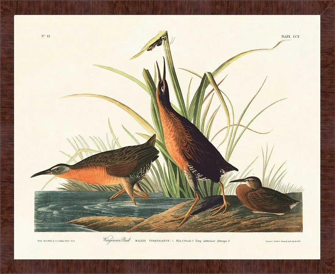 virginia rail audubon print