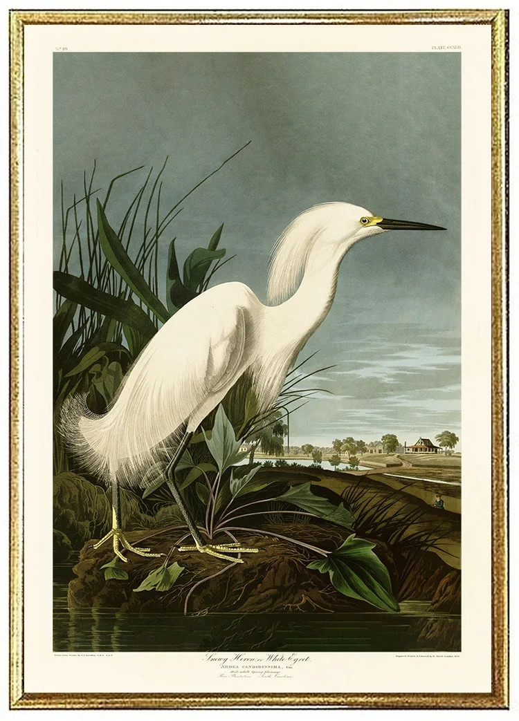 snowy-heron-audubon-print-wall-art-museum-outlets.webp