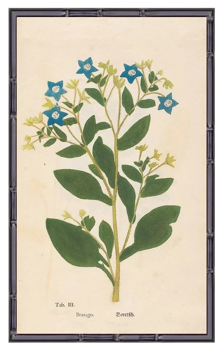1760-borrago-early-botanical-print-museum-outlets.jpg