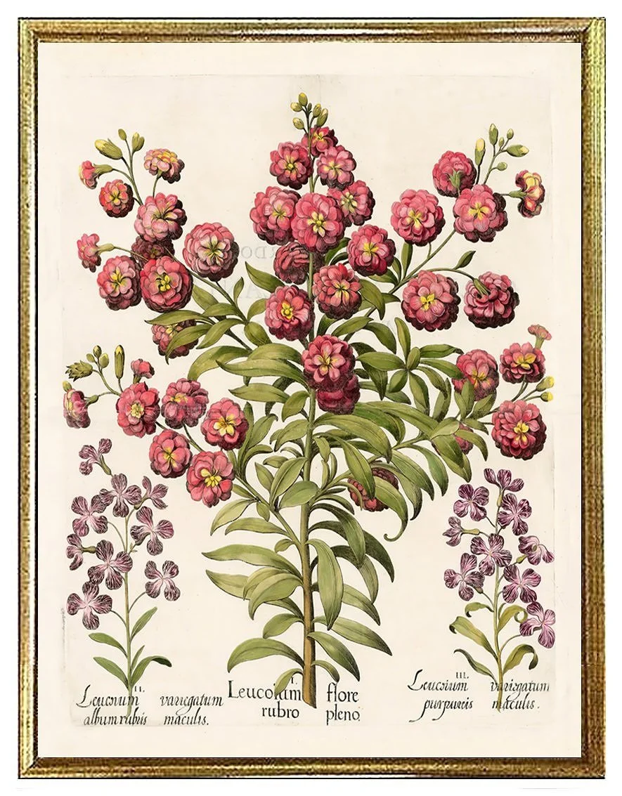 Besler Leucoium Flore Antique Botanical Print