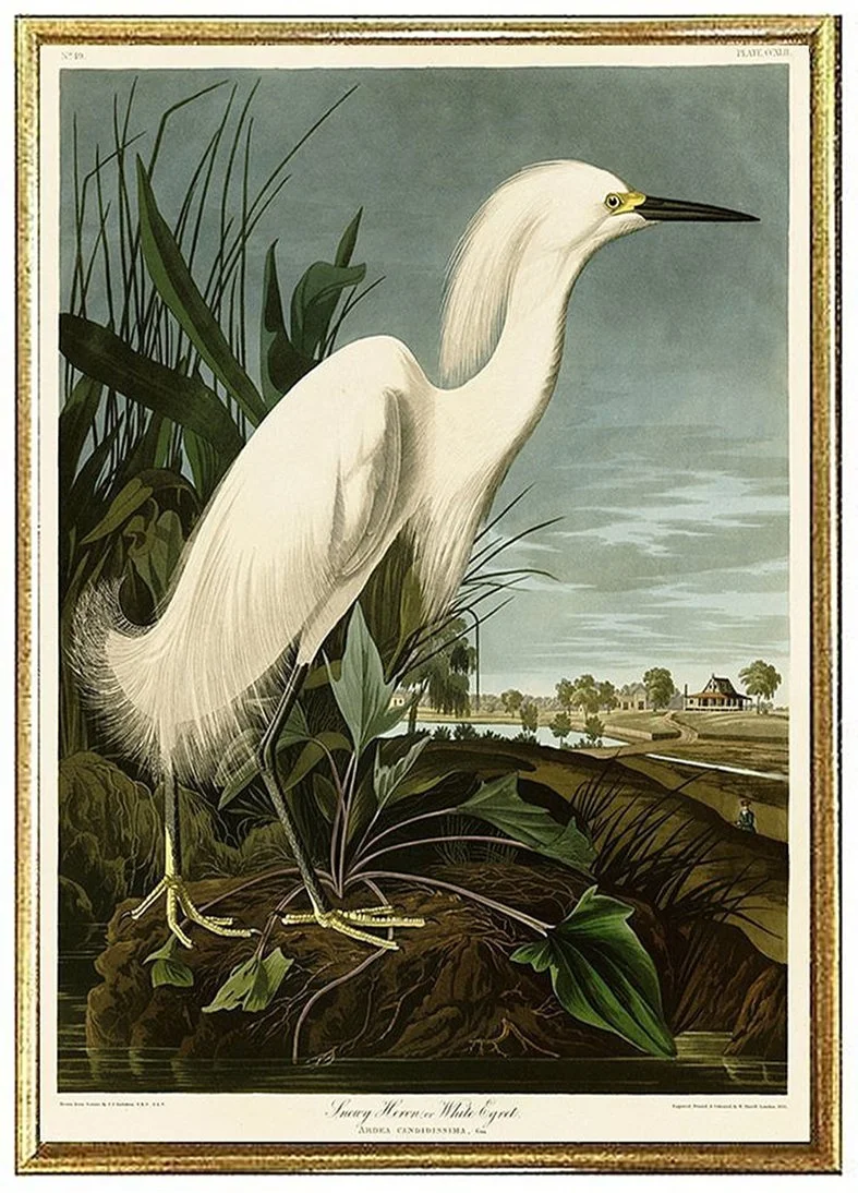 Snowy Heron Audubon Print