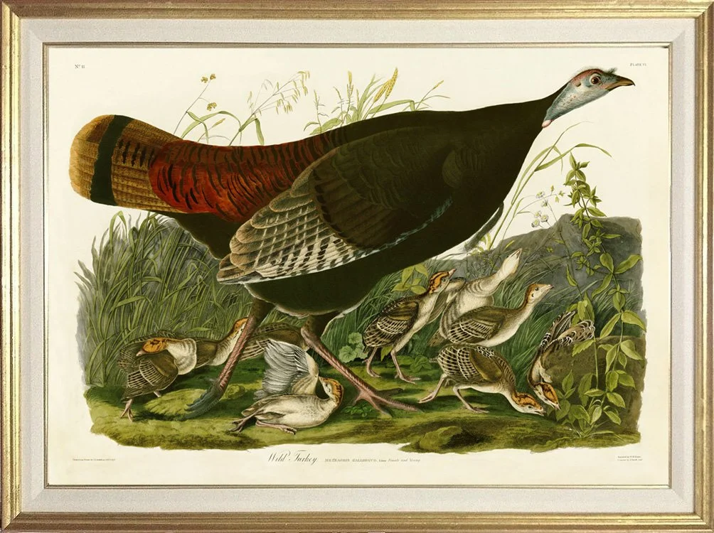 audubon-wild-turkey-female-plate-6-print-museum-outlets.jpg
