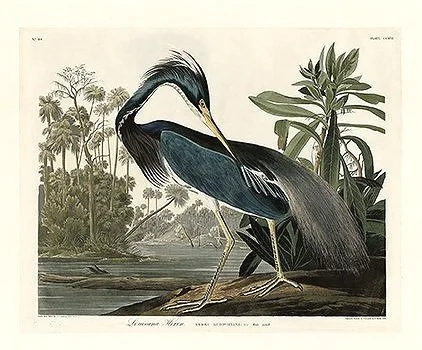 louisiana blue heron audubon print