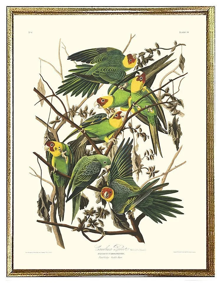 north carolina parrot audubon print